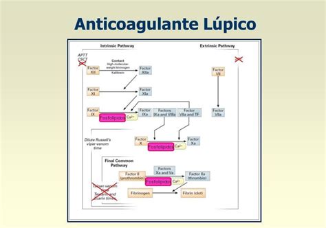 anticoagulant lupic bioclinica|Anticoagulant lupic